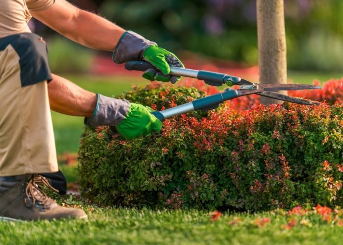 Landscaping-Trimming-Services-Market
